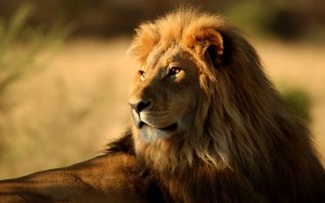 Create meme: beautiful lion, Africa lion, Leo
