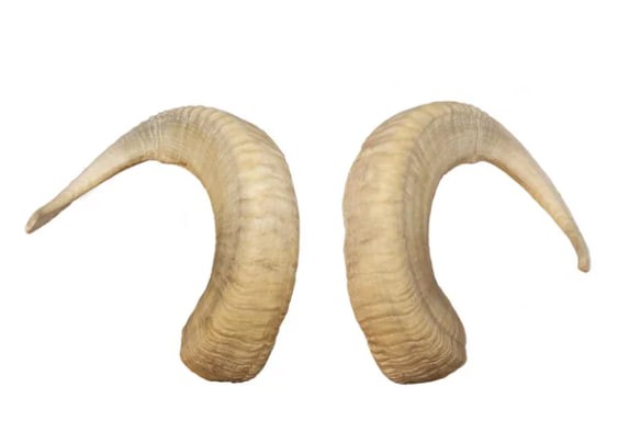 Create meme: horns , ram's horns, goat horns