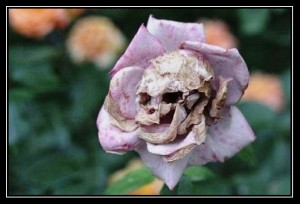 Create meme: the seeds of roses, rose wilts, rose death flower