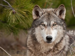 Create meme: the sight of a wolf photo, photo of the wolf, the Wallpapers of wolves