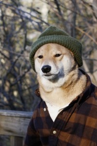 Создать мем: such, shiba inu dog, это фиаско братан