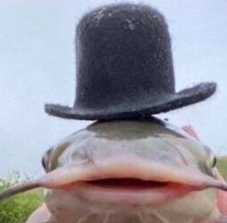 Создать мем: сом, сом рыба в шляпе мем, рыбалка на сома