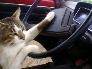 Создать мем: за рулём, кот за рулем автомобиля, кошка за рулем