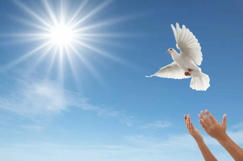 Создать мем: птицы белые, мирное небо, голуби на голубом небе