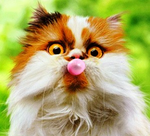 Create meme: komik kedi, cute cats, cat