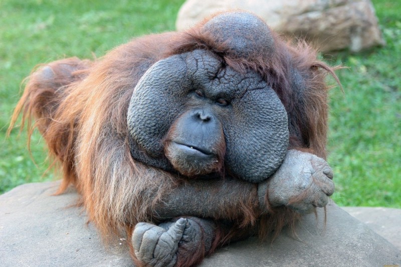 Create meme: orangutan , orangutan, male orangutan