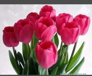 Создать мем: красные тюльпаны, хорошего настроения тюльпаны картинки, тюльпаны все тебе