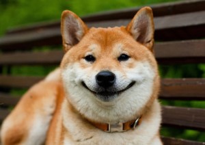 Create meme: Akita inu, the breed is Shiba inu