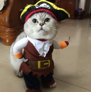 Create meme: Cat pirate