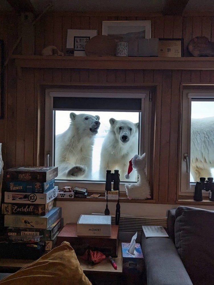 Create meme: polar bear , Bear on the window, The bear has come