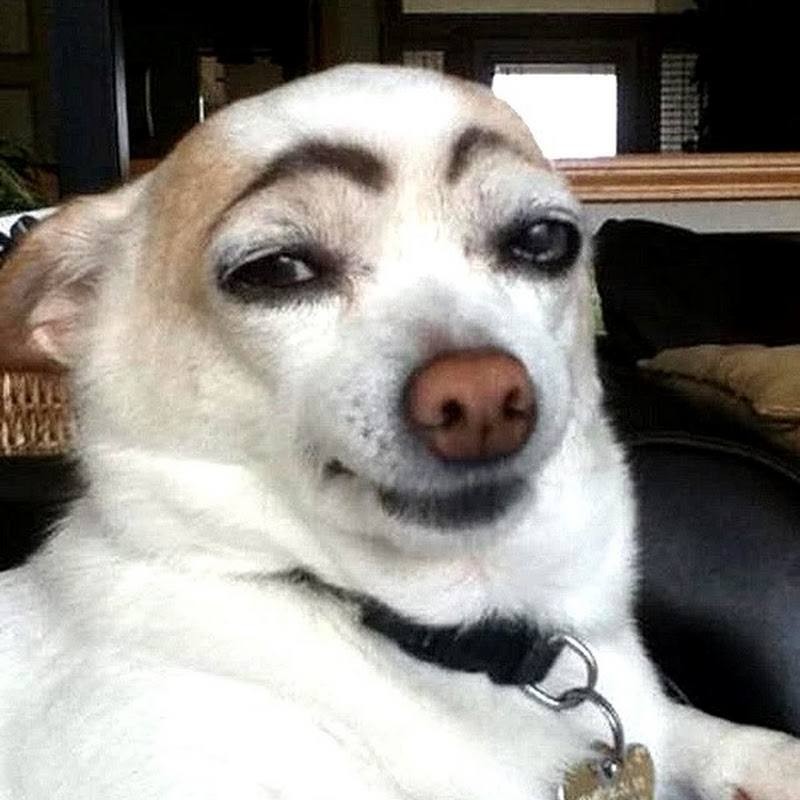 Create meme: a dog with painted eyebrows, painted dog, the dog eyebrows