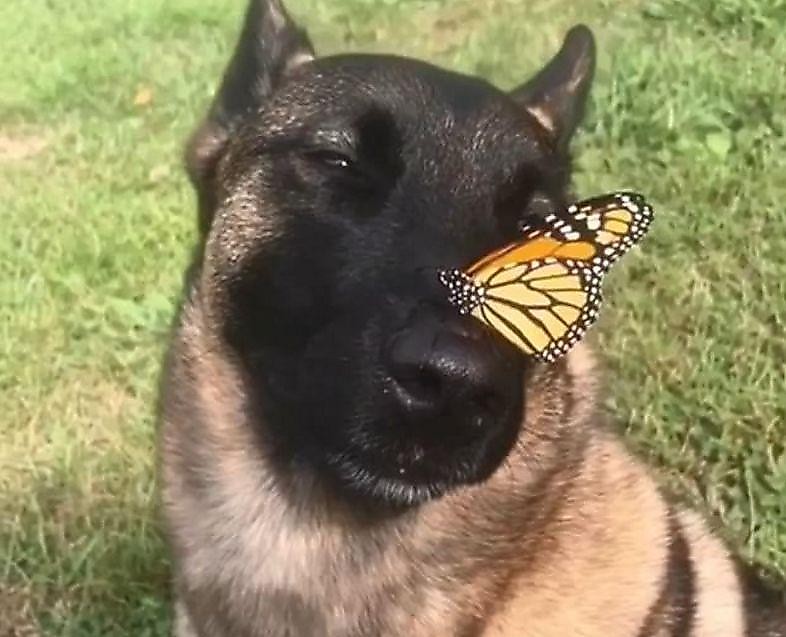 Create meme: a dog with a butterfly on its nose, a dog with a butterfly, malinois shepherd