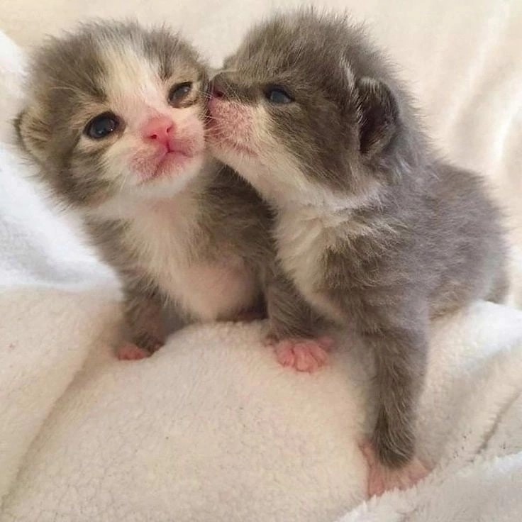 Create meme: cute cats , cute kittens, kittens are very cute