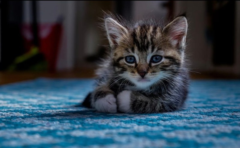 Создать мем: кот, маленький котик, кошки маленькие