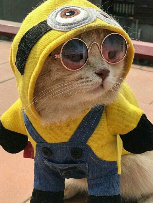 Create meme: cool cat , a cat in a minion costume, animals cute