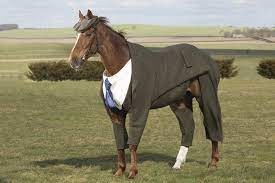 Create meme: funny horse, the horse's coat
