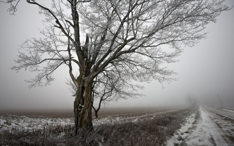 Create meme: sad landscape, winter tree, grey landscape