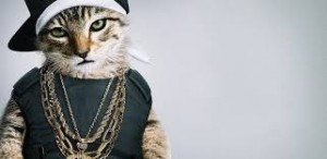 Create meme: the cat bandit, cat, the cat is gangster