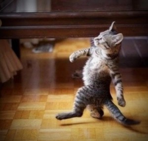 Create meme: cat funny , the dancing cat, cat humor 