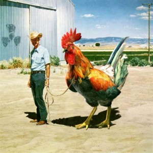 Создать мем: rooster, chicken, самый большой петух в мире