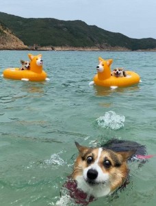 Create meme: Welsh Corgi, Corgi, the Welsh Corgi swims