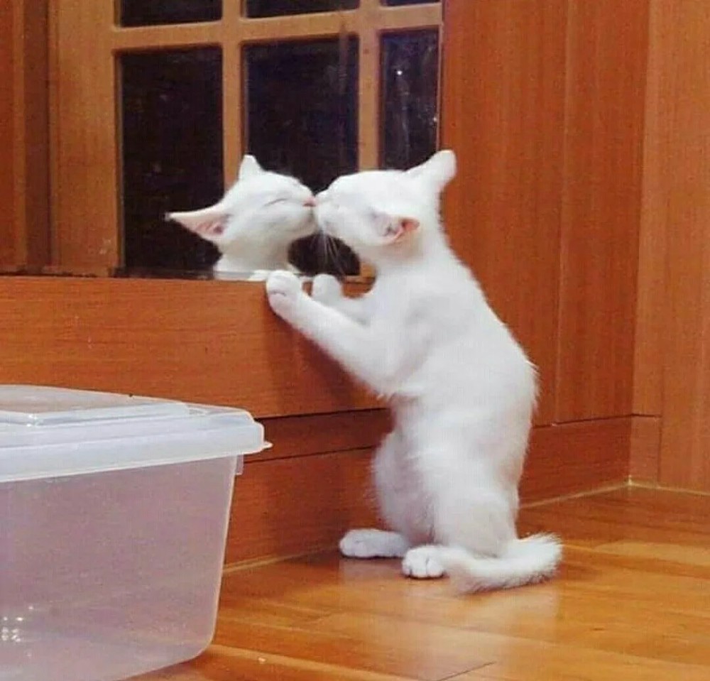 Create meme: funny cats 2022, Mimi's cat, white cat