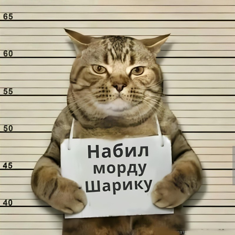 Create meme: the cat holds a sign, cat criminal with a sign, a cat with a sign 