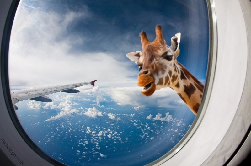 Создать мем: я не договорила жираф, жираф заглядывает в иллюминатор, жираф в окне самолета