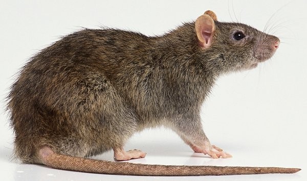 Создать мем: крыса, мышь крыса, серая крыса rattus norvegicus