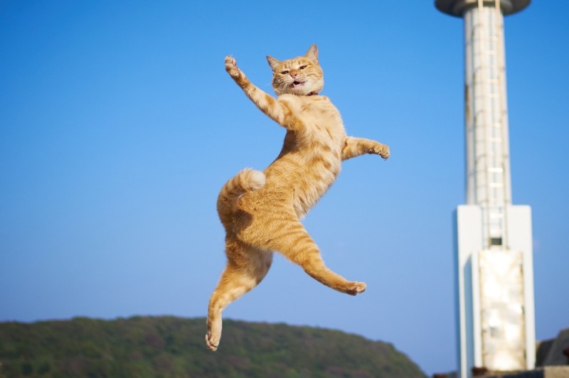 Создать мем: прыгающая кошка, летающий кот, танцующий кот