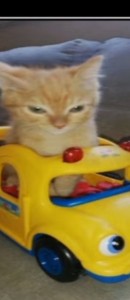 Создать мем: кошка животное, смешные животные, кот в машинке игрушечной