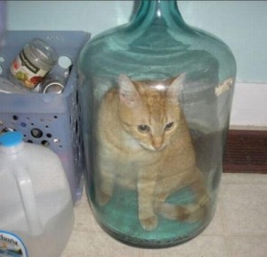 Создать мем: cursed cat, кошка в банке, кошка с бутылкой