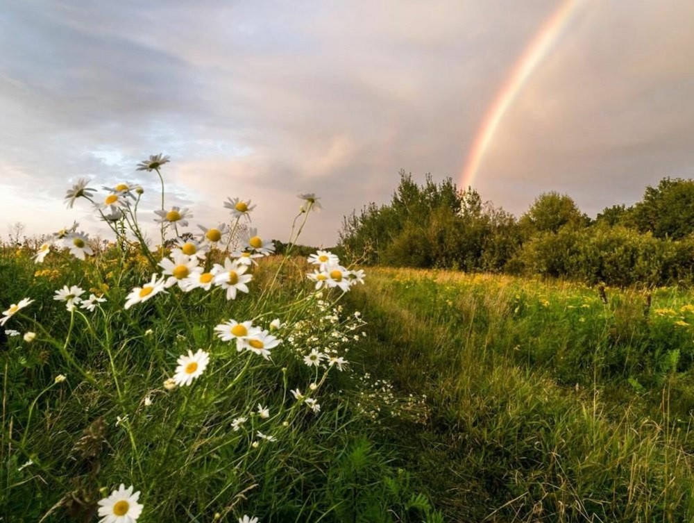 Create meme: summer rainbow, rainbow in the field, a field of daisies and a rainbow