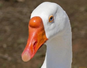 Create meme: geese, the beak of a goose, picture of a goose