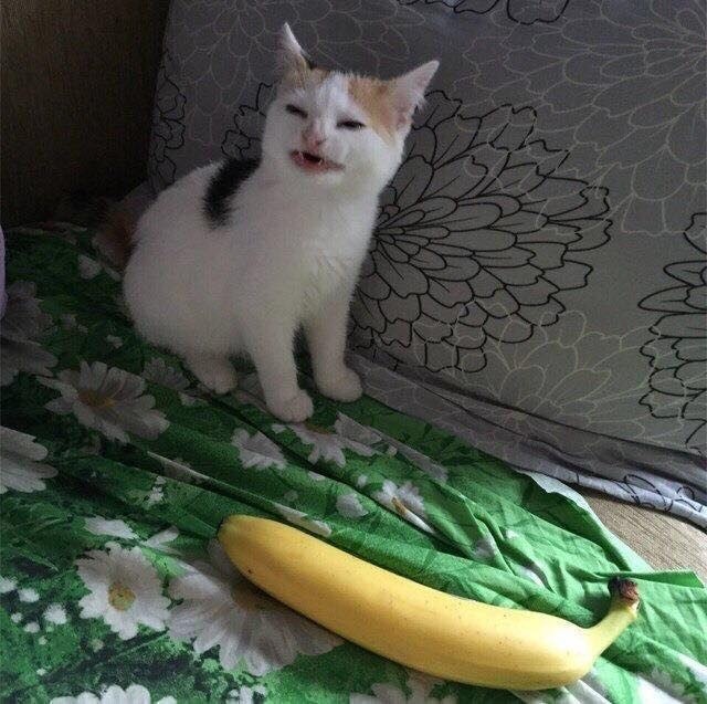 Создать мем: кот банан мем, милые котики смешные, кот