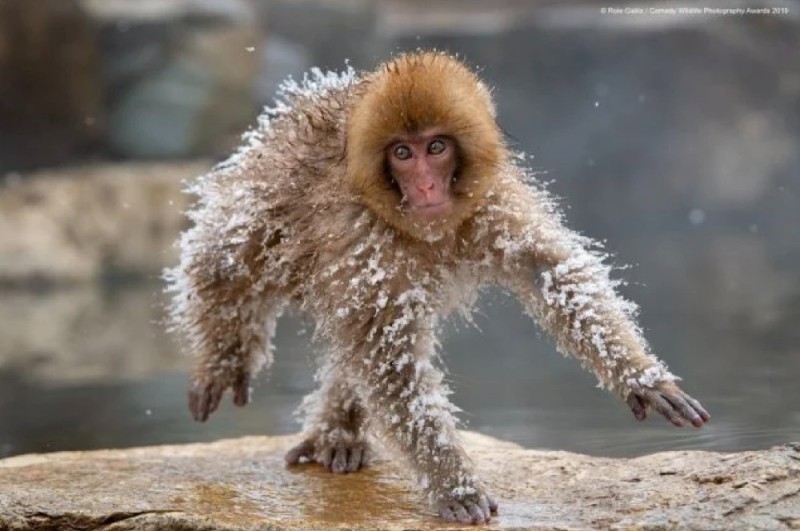 Create meme: Japanese macaque, funny monkey , monkey in the snow