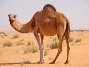 Create meme: camel, desert, desert animals