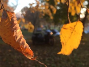 Create meme: the leaves whirl in the air, leaf, autumn leaves photo