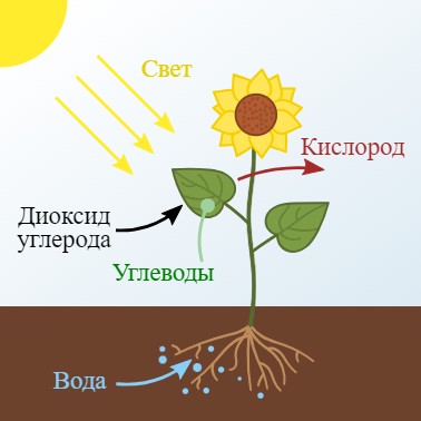 Создать мем: фотосинтез 6 класс биология, процесс фотосинтеза, фотосинтез растений
