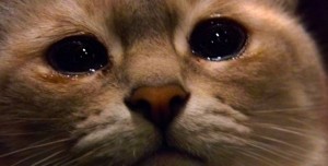Создать мем: грусть мем кот, котик грустный, кот со слезами
