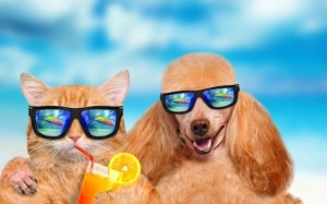 Создать мем: кошки и собаки в солнечных очках, прикольные коты, смешные животные