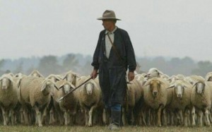 Создать мем: çoban, shepherd, верблюд