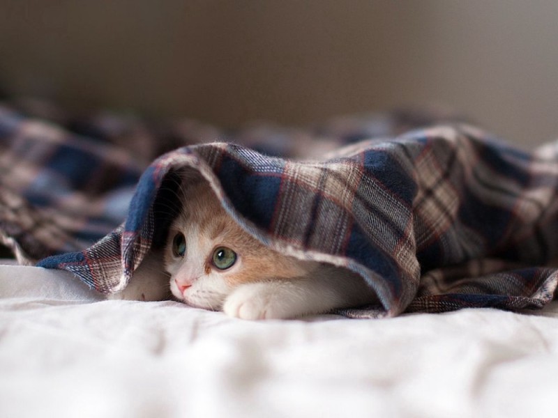 Create meme: the cat looks out from under the blanket, a cat in a plaid, the cat in the blanket