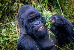 Создать мем: камерунская горилла, gorillaz, silverback gorilla