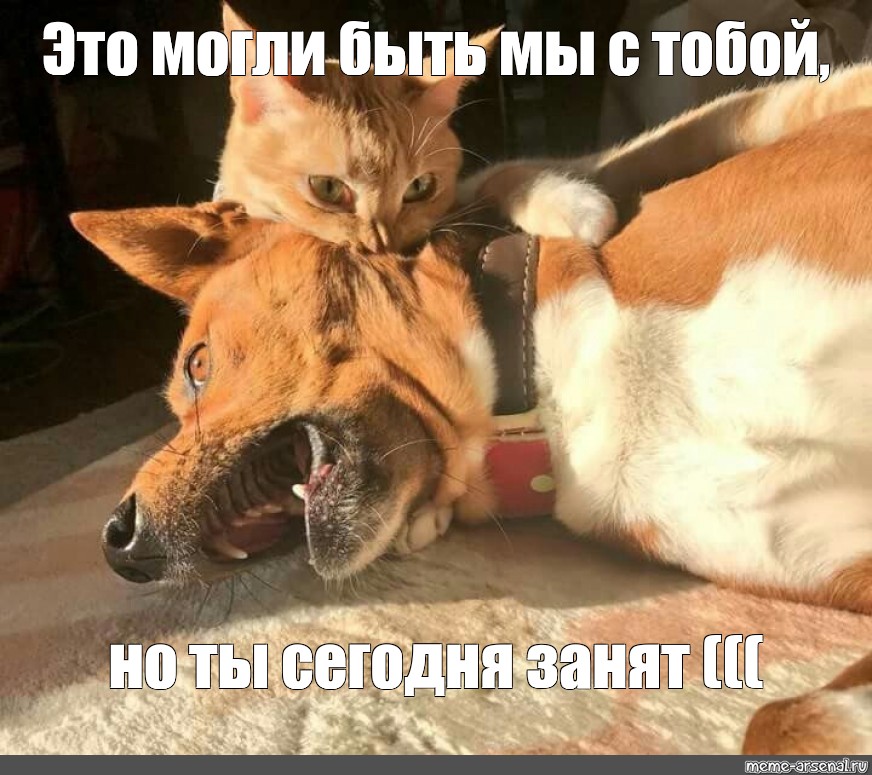 Мем кошка собака. Кот кусает собаку. Смешные кошки и собаки. Кот и собака дружат. Кошки и собаки.