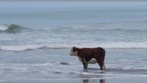Создать мем: корова на берегу моря мем, собака, корова в море мем