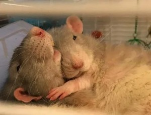Create meme: rat, cute rats