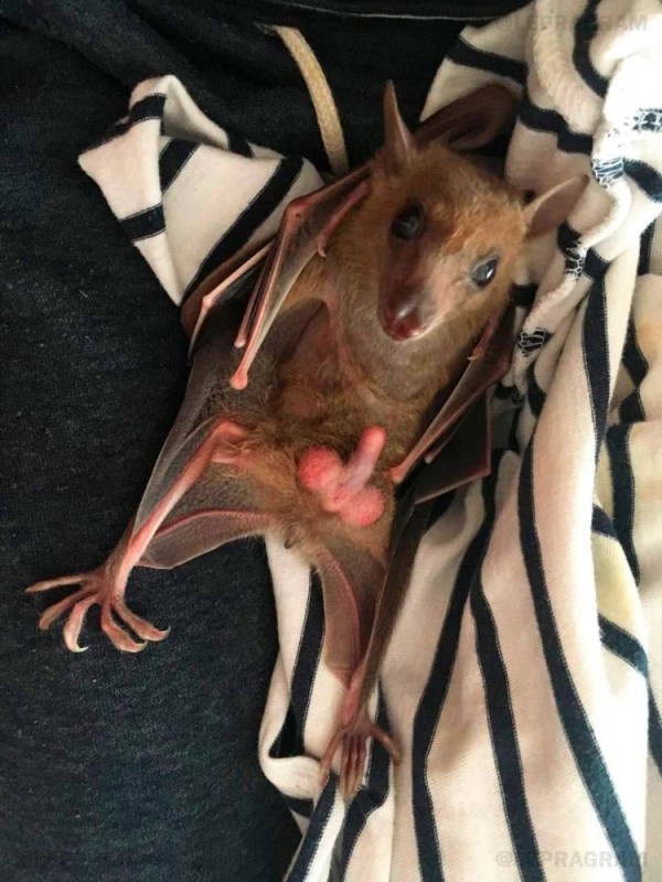 Create meme: bat , the bat, bat Pteropus