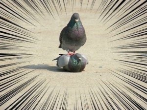 Create meme: fallen dove, pigeons dominate, sitting dove