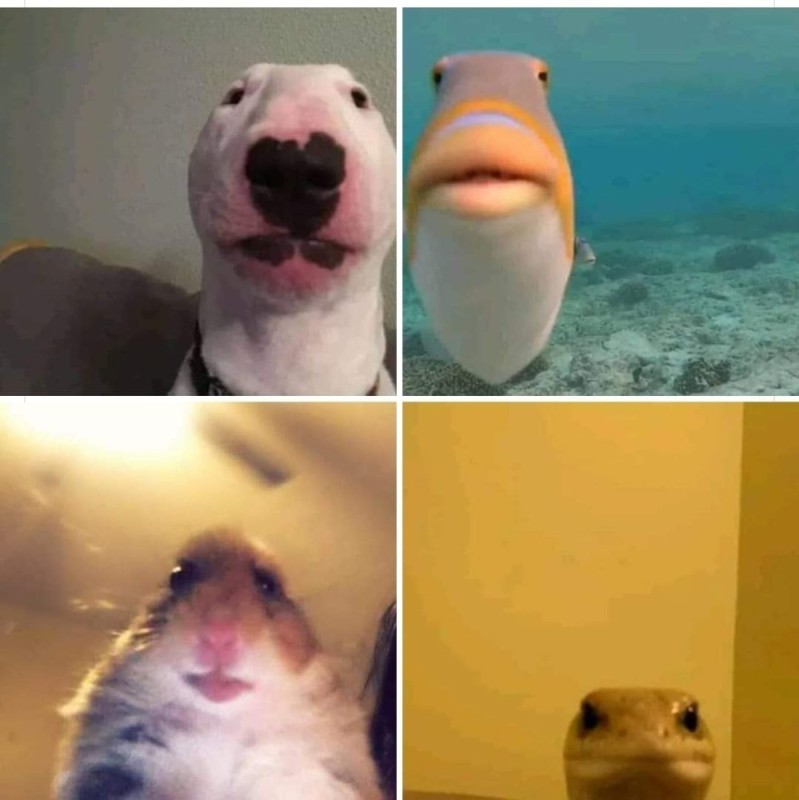 Create meme: hamster selfie, dog meme , a scared hamster meme